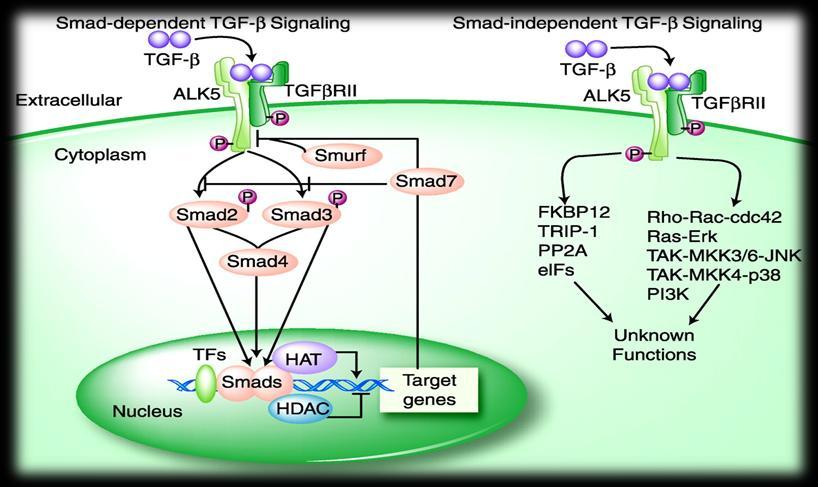 cílových genů. Konečně, I - Smads, Smad6 a Smad7, předcházejí aktivaci R - Smads díky kompetici o interakci s receptorem, vyvolávající degradaci nebo defosforylaci receptoru typu I [67]. Obrázek č.