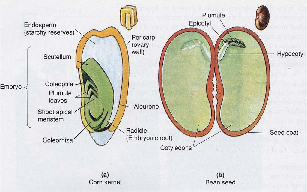 1. Základ kořenu v zárodku jednoděložných a dvouděložných rostlin Stavba semene: osemení, endosperm, embryo Embryo: hypokotyl, kořenový základ