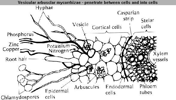 zástupci baktérií r.