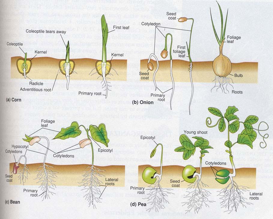 1. Klíčení rostlin epigeické (nadzemní): fazole,