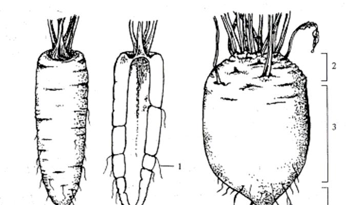 3. Metamorfózy kořenů zásobní orgán Z hlavního kořene a příp. i ze stonku A. Daucus carota subsp. sativus - mrkev obecná setá; kořen+kaudex Apium graveolens - miřík celer, kořen+stonek B.