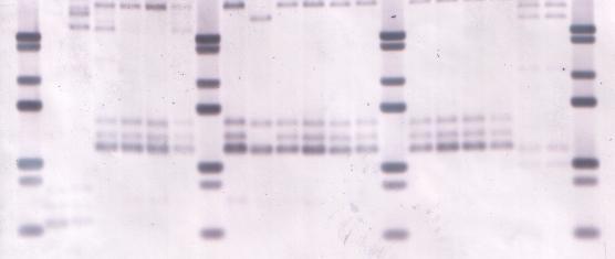 rrna buněčná kultura izolace DNA štěpení restrikčním enzymem gelová