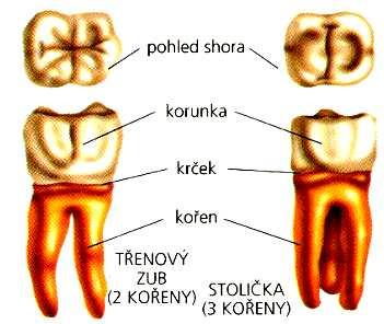 Obr. 9: Morfologická stavba zubů. zdroj:http://www.gsospg.cz:5050/bio/sources/textbook_textbook.php?