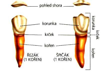 Zubní hrbolky jsou mezi sebou spojovány zubními hranami a lištami (cristae dentales).