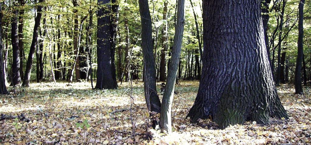 VRŤ Obrázek 8-6 PR Vrť (Foto: Petr Vilgus, CC BY-SA 3.0). Jedná se o PR lesní rezervaci lužních lesů podél levého břehu řeky Labe se slepým ramenem zvaným Olšina a tůněmi.