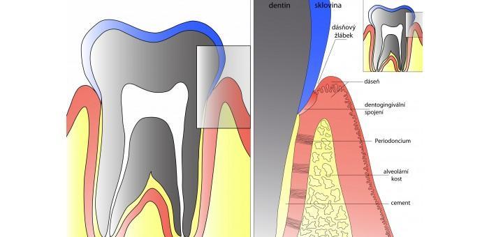 3 TEORETICKÁ ČÁST 3.1 Charakteristika onemocnění parodontu 3.1.1 Anatomie parodontu Závěsný aparát je nezbytný pro adekvátní funkci zubu.