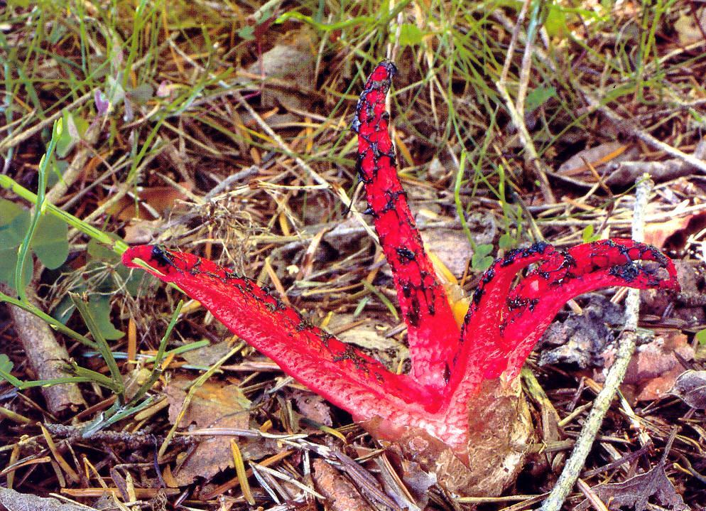 Clathrus archeri květnatec archerův Dosti vzácná houba na kyselých půdách.