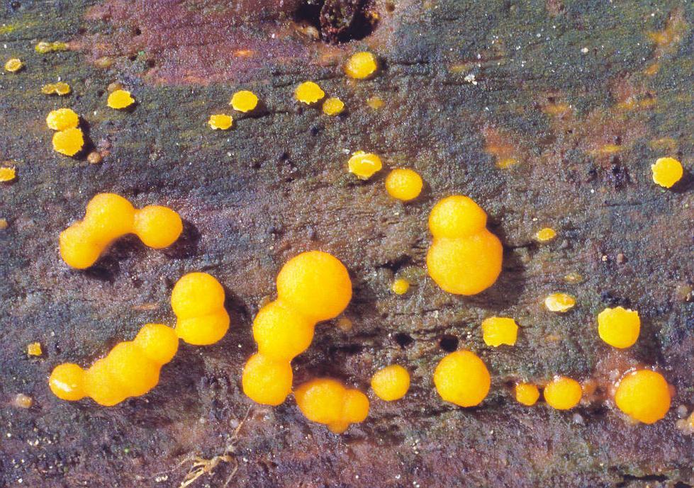 Dacrymyces stillatus