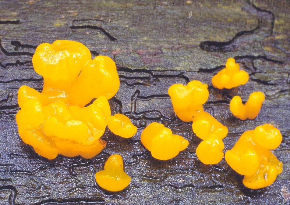 Dacrymyces