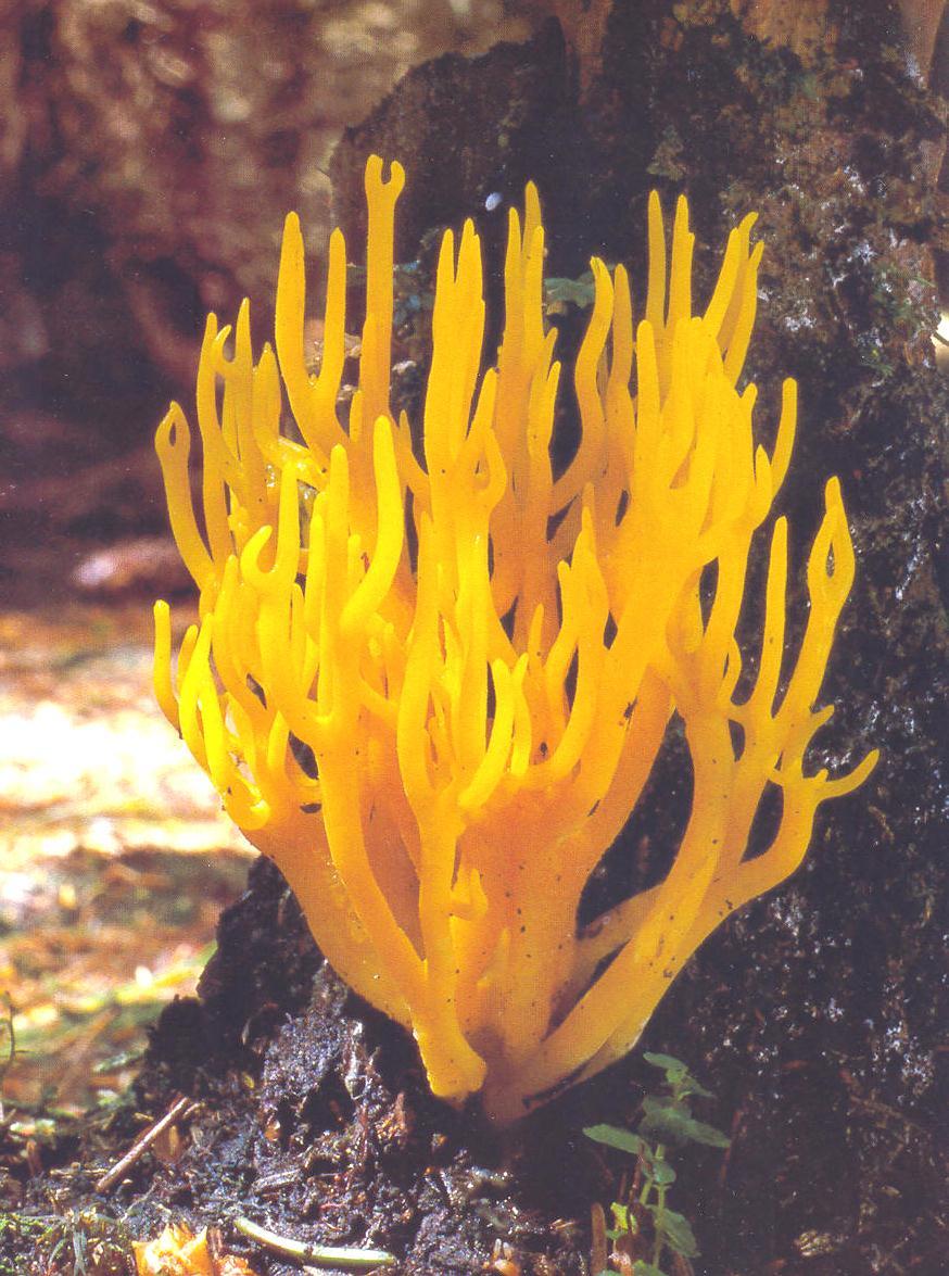 Calocera viscosa