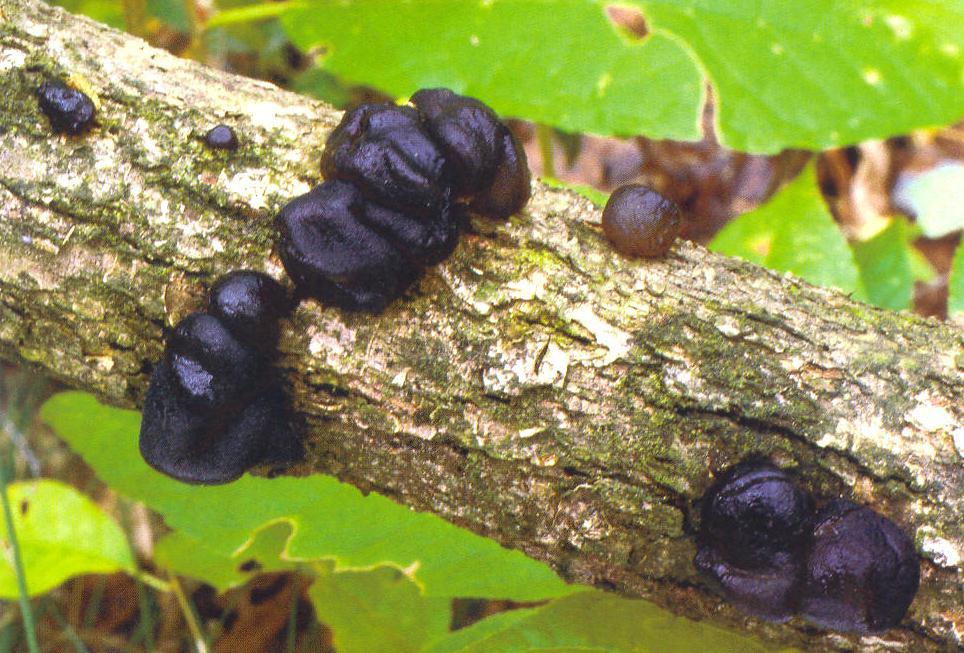 Exidia truncata