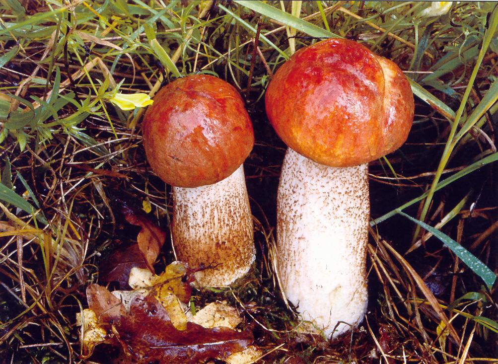 Basidiomycota II.