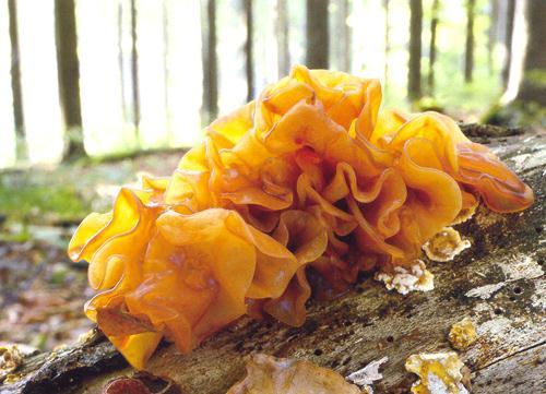 Tremella fimbriata (syn. T.