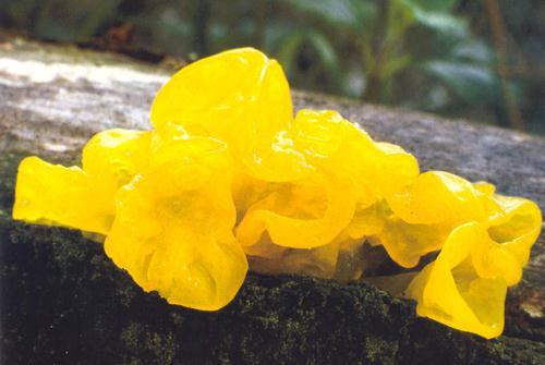 Tremella mesenterica -