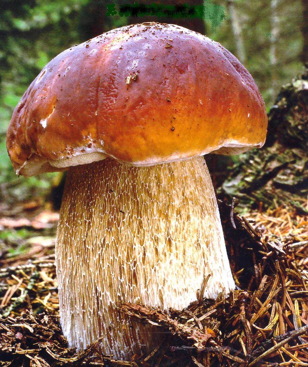 BASIDIOMYCOTA Agaricomycotina syn.