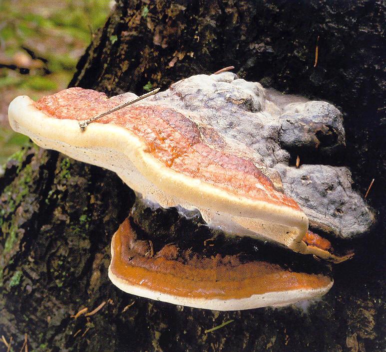 Fomitopsis pinicola