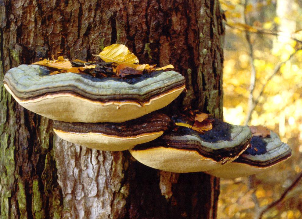 Fomitopsis pinicola