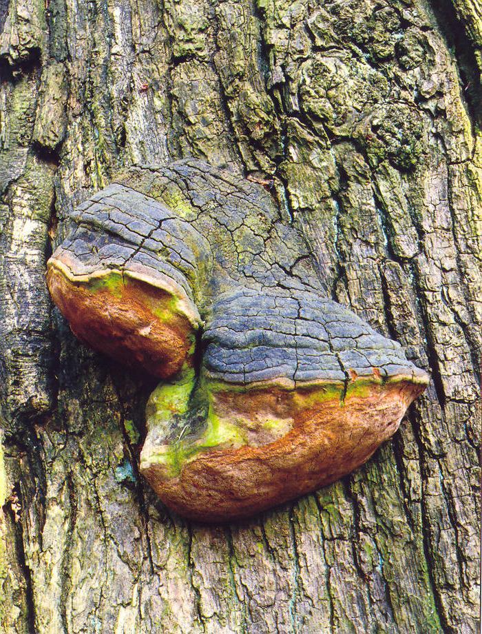 Phellinus robustus ohňovec statný