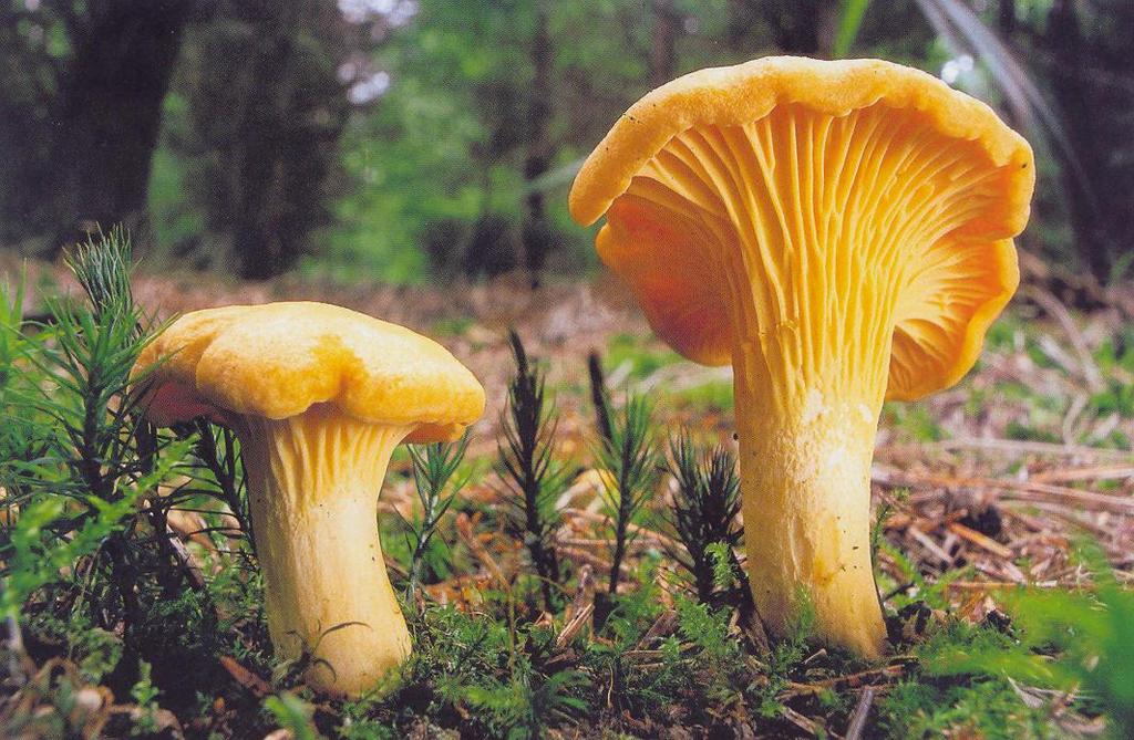 Cantharellus