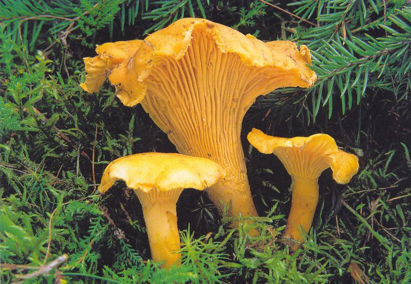 Cantharellus