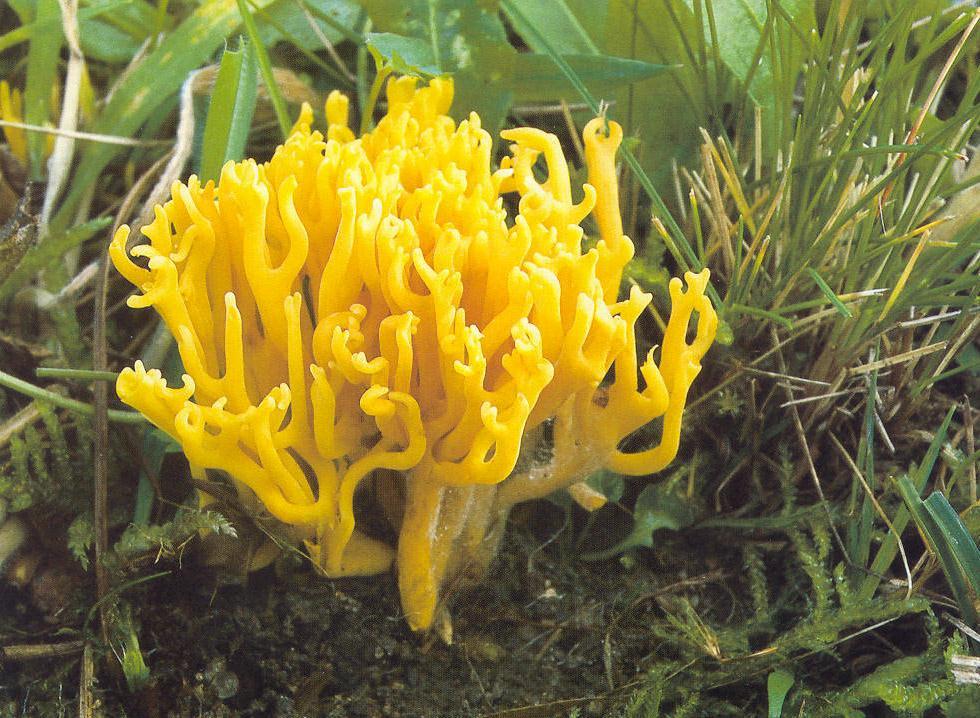 Clavulinopsis