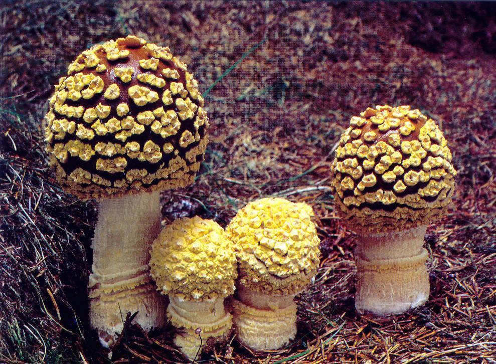 Amanita regalis muchomůrka