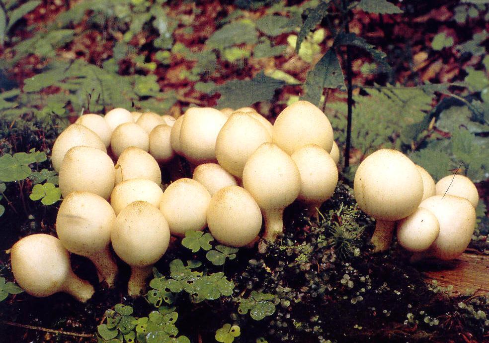 Lycoperdon