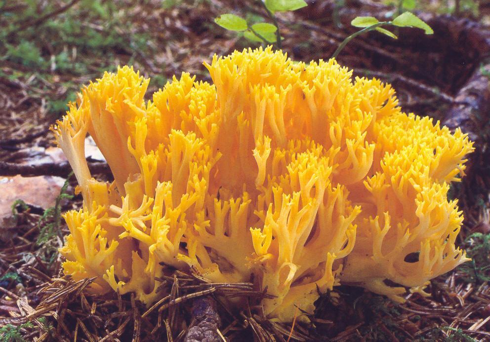 Ramaria lutea kuřátka