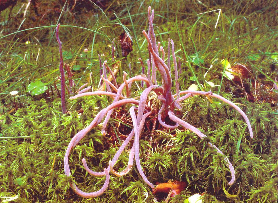 Clavaria purpurea