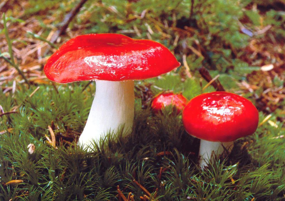 Russula emetica holubinka vrhavka