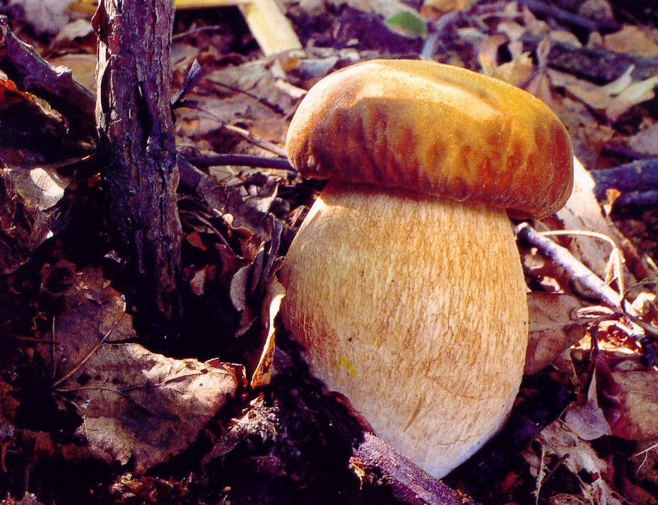 Boletus