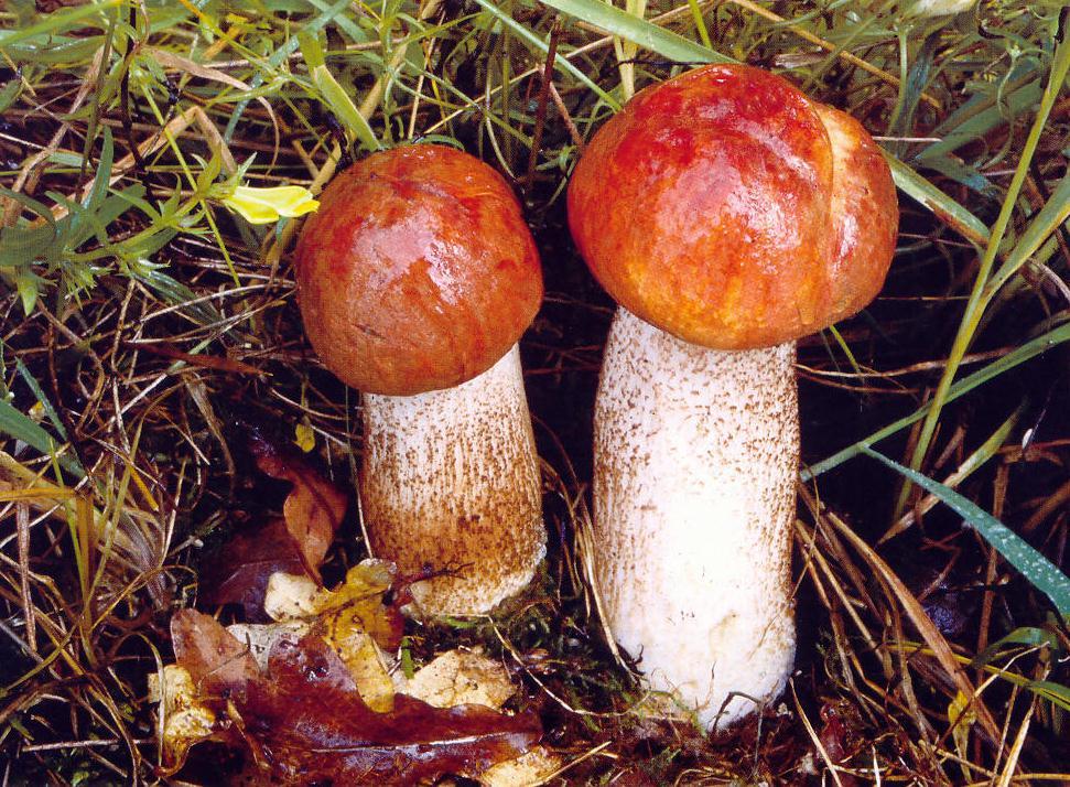 Leccinum