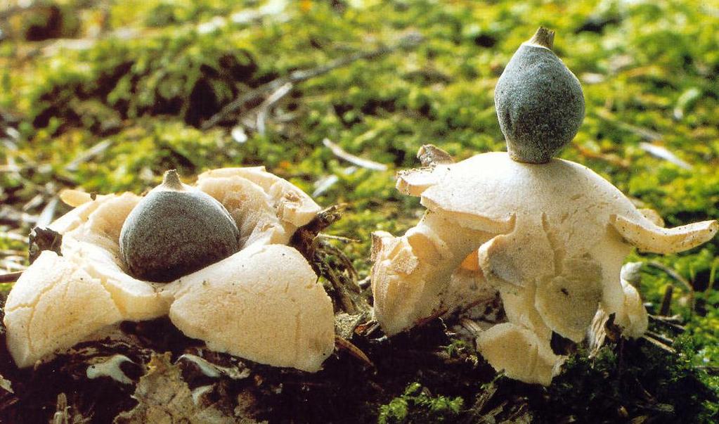 Geastrum quadrifidum hvězdovka smrková