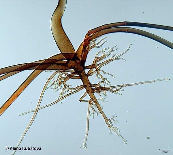 Fungi Mucoromycota, Mucoromycotina, Mucorales apofýza - rozšířená část sporangioforu přímo