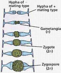 Fungi Mucoromycota, Mucoromycotina, Mucorales pohlavní proces gametangiogamie