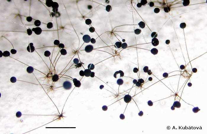 stolony, svazečky sporangioforů, rhizoidy deštníkový tvar kolumely