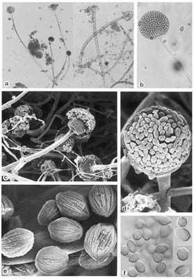 Rhizopus oryzae od R.