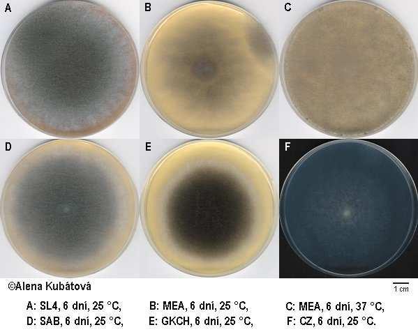 Rhizomucor Fungi, Mucoromycota, Mucoromycotina, Mucorales, Lichtheimiaceae Rhizomucor pusillus kolonie nízké, zprvu modrošedé s bělavým okrajem, později šedohnědé termofilní druh, max.