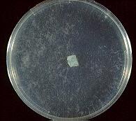 Laboratorní identifikace Apophysomyces elegans a Saksenaea vasiformis Metoda indukující sporulaci zygomycet (Padhey a Ajello, 1988): kultivace kultury na SDA (Sabouraud Dextrose Agar) při 26 C, 1