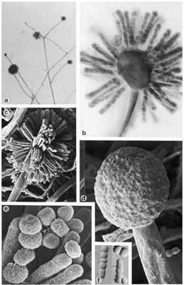 Syncephalastrum racemosum rhizoidy vyvinuté sporangiofory v mládí jednoduché, později nepravidelně