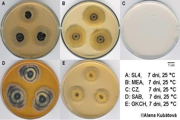 Cokeromyces recurvatus Fungi, Mucoromycota, Mucoromycotina, Mucorales, Thamnidiaceae koprofilní druh, izolovaný především z trusu hlodavců a ještěrek, také