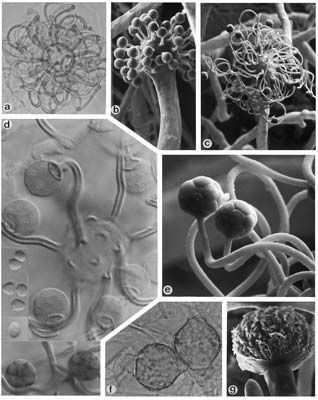 Cokeromyces recurvatus stolony nejsou vyvinuty sporangiofory jednoduché, terminálně vytvářejí kulovité zduřeniny (sporogenní hlavice), nesoucí několikasporové sporangioly na nepravidelně