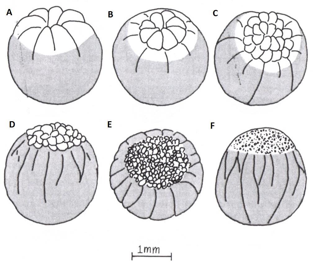 zásoby, poněvadž ústní dutina ještě není zformována a stomodeum se neprotrhlo (Comabella et al., 2010).