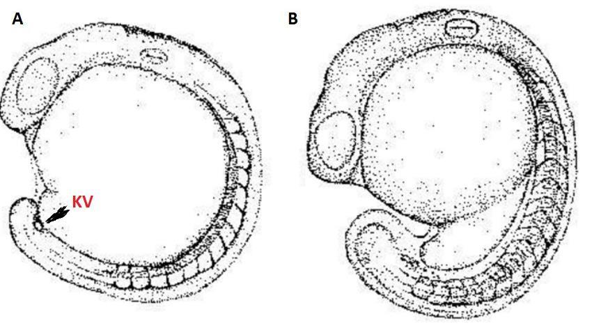 sloupce, ve kterých jsou všechny buňky v kontaktu s jejich laterálním povrchem. Mediálně se oba sloupce oddělují a mezi nimi se rozpíná štěrbina, nervový kanál (Shardo, 1995).