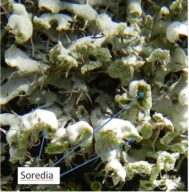 soredia of Cladonia