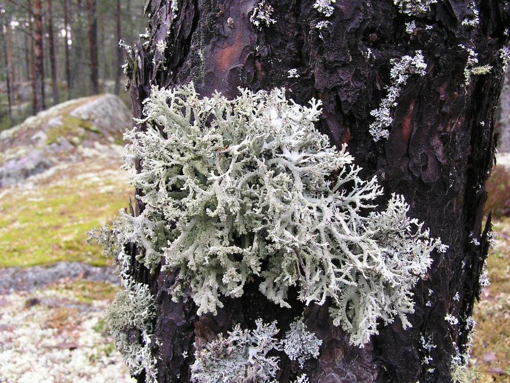 Evernia prunastri,