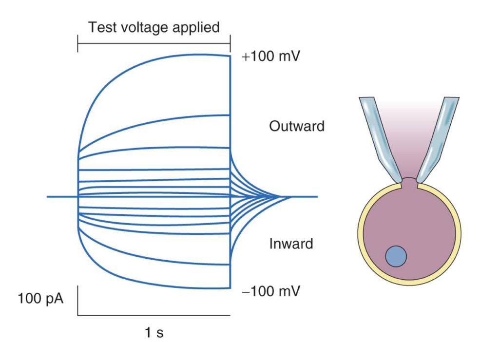 Whole-cell mode patch-clamp 6 Napětí mění od -100 do +100 mv 1s napěťové pulzy Membrána má kanály, které reagují k napětí a