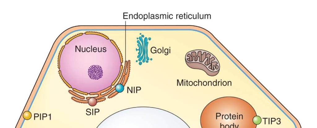 Akvaporiny Kanály usnadňující pohyb H 2 O 9 U rostlin velká skupina genů: