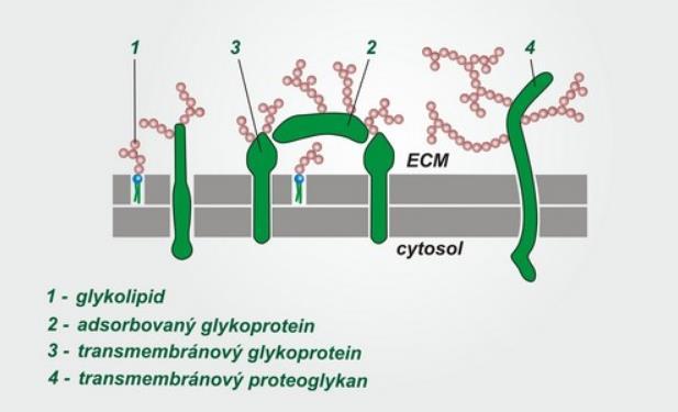 ZESÍLENÍ PLAZMATICKÉ MEMBRÁNY buněčný kortex = síť vláknitých proteinů připojená k cytosolové straně membrány např.