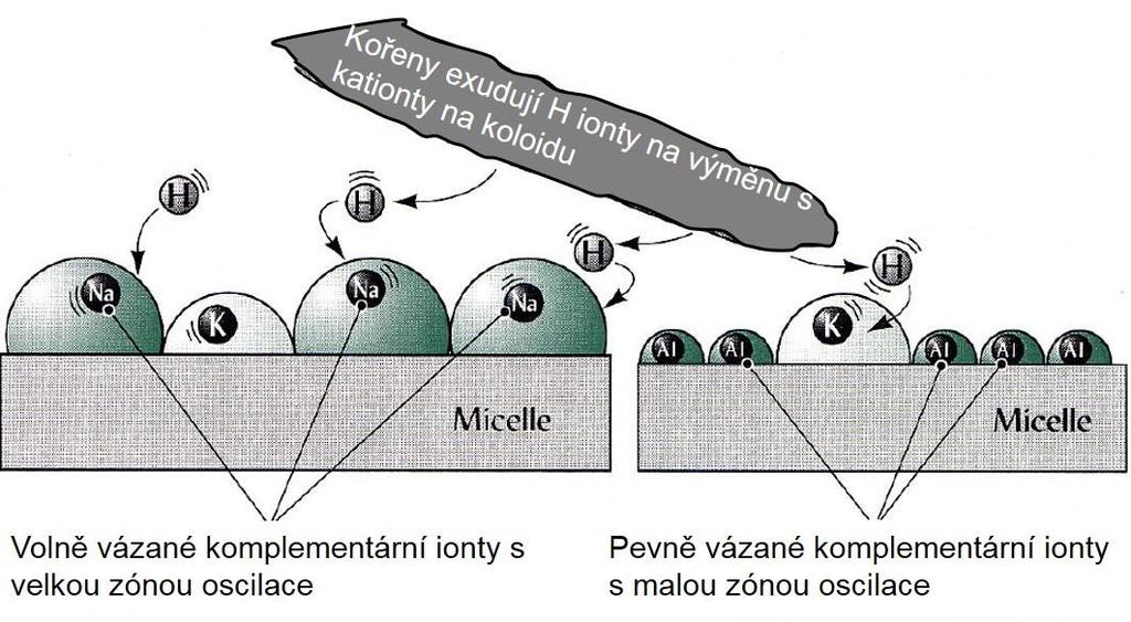 KOŘENOVÉ EXUDÁTY Exudace o